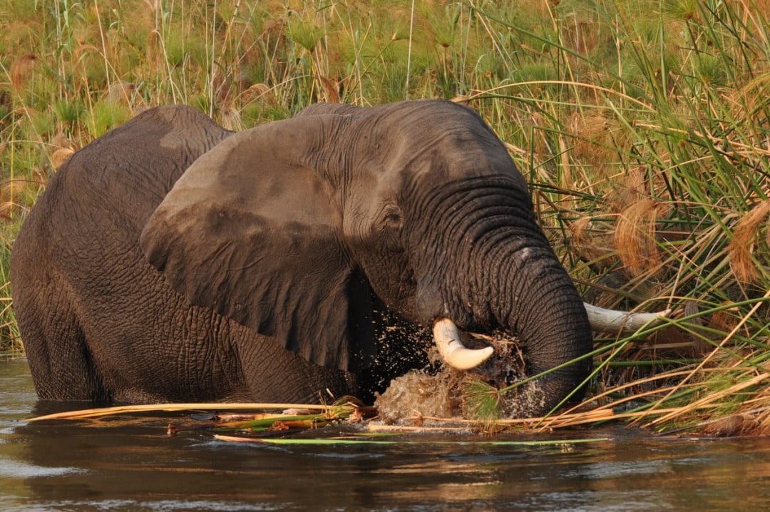 Okavango Delta , Moremi, Chobe