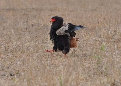 Kruger national Park