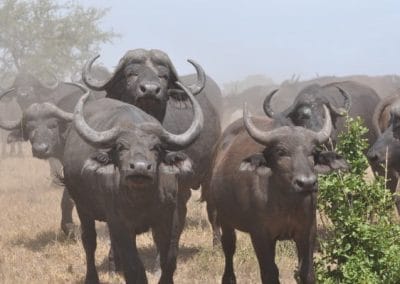 Kruger national Park