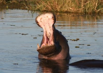 Kruger national Park