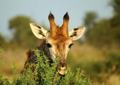 Kruger national Park