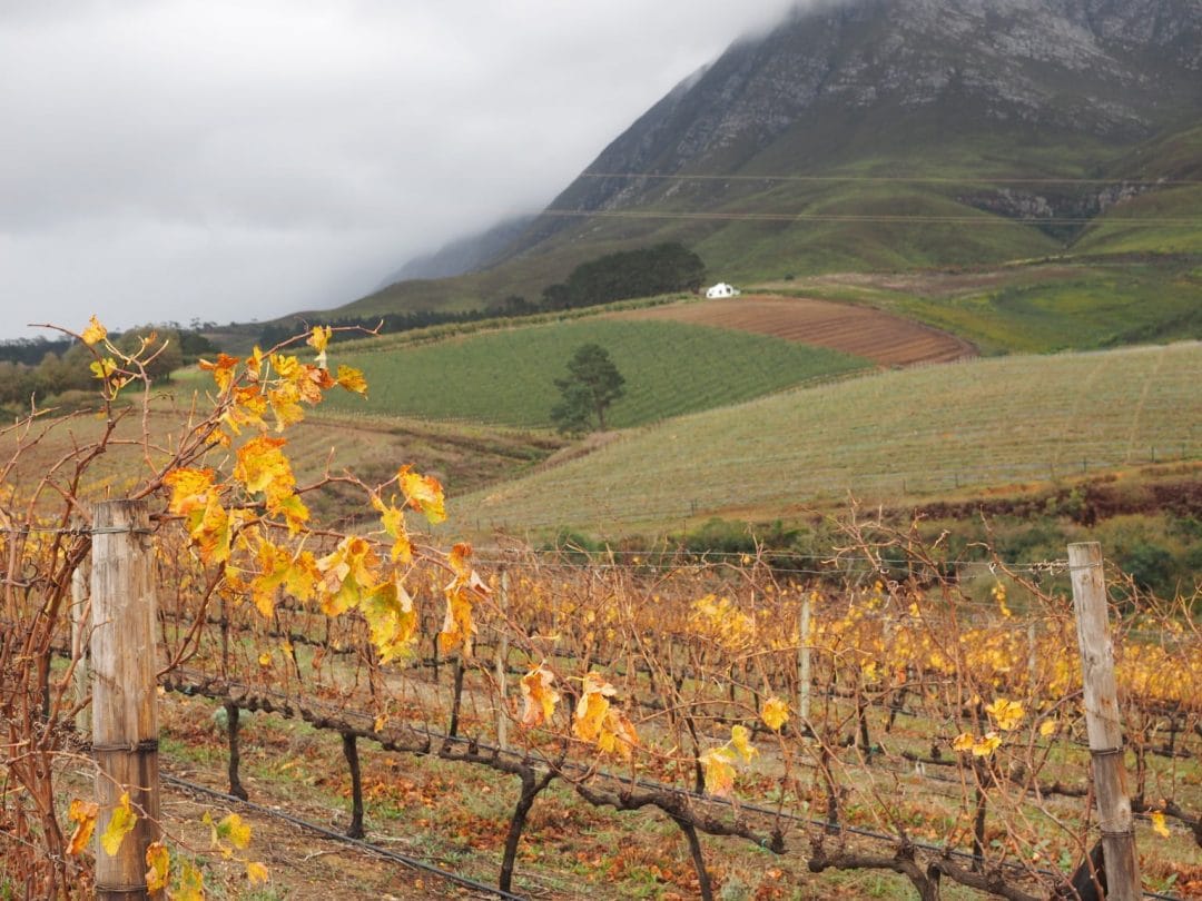 Hermanus Wine Walks-Short